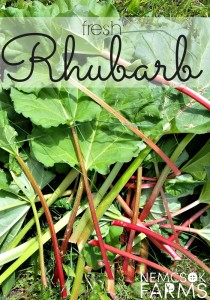 Fresh Rhubarb Gardening Growing and Maintenance Tips