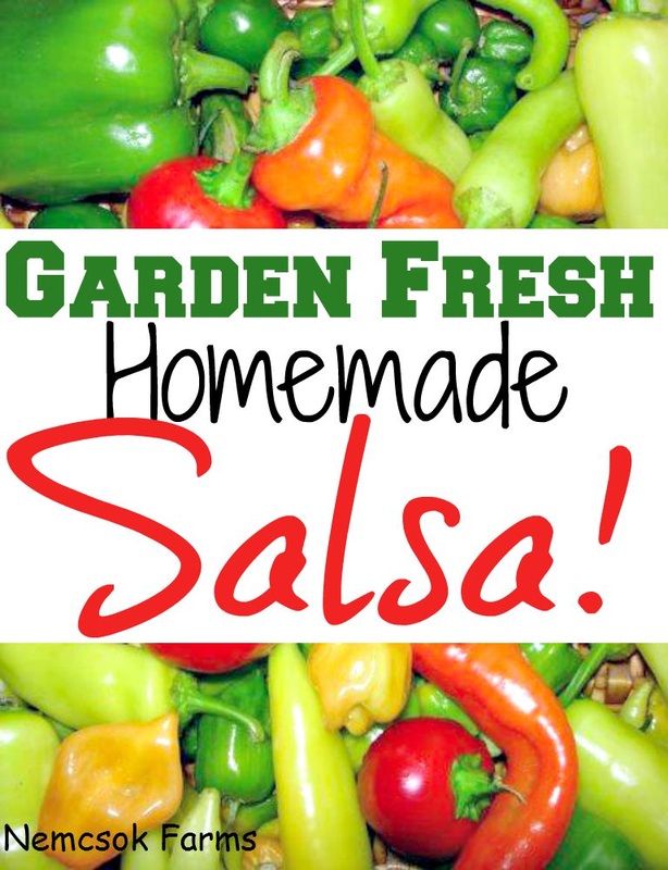 Whe the tomatoes are ripe, make garden fresh homemade salsa recipe to get the most out of your garden. Kids can help too! But caution no one step for little helping hands! Homemade salsa can be stored for years when canned correctly. 