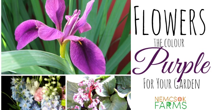 Prettiest Purple Flowers for Your Garden post thumbnail image