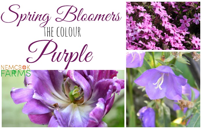 Spring Bloom Purple Flowers for your Garden