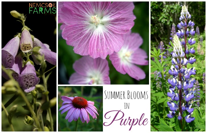 Summer Bloom Purple Flowers for your Garden