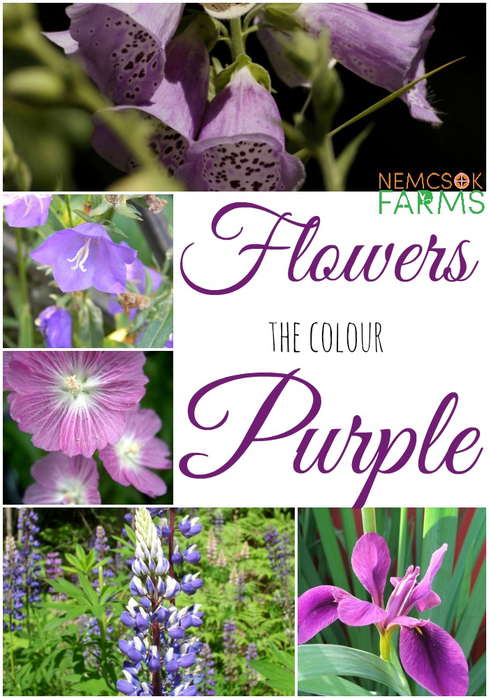 Prettiest Purple Flowers for your Garden