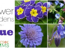 Blue Flowers for Your Garden