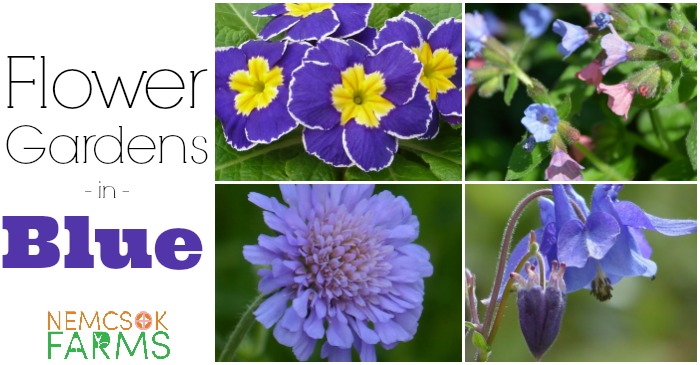 Blue Flowers for Your Garden