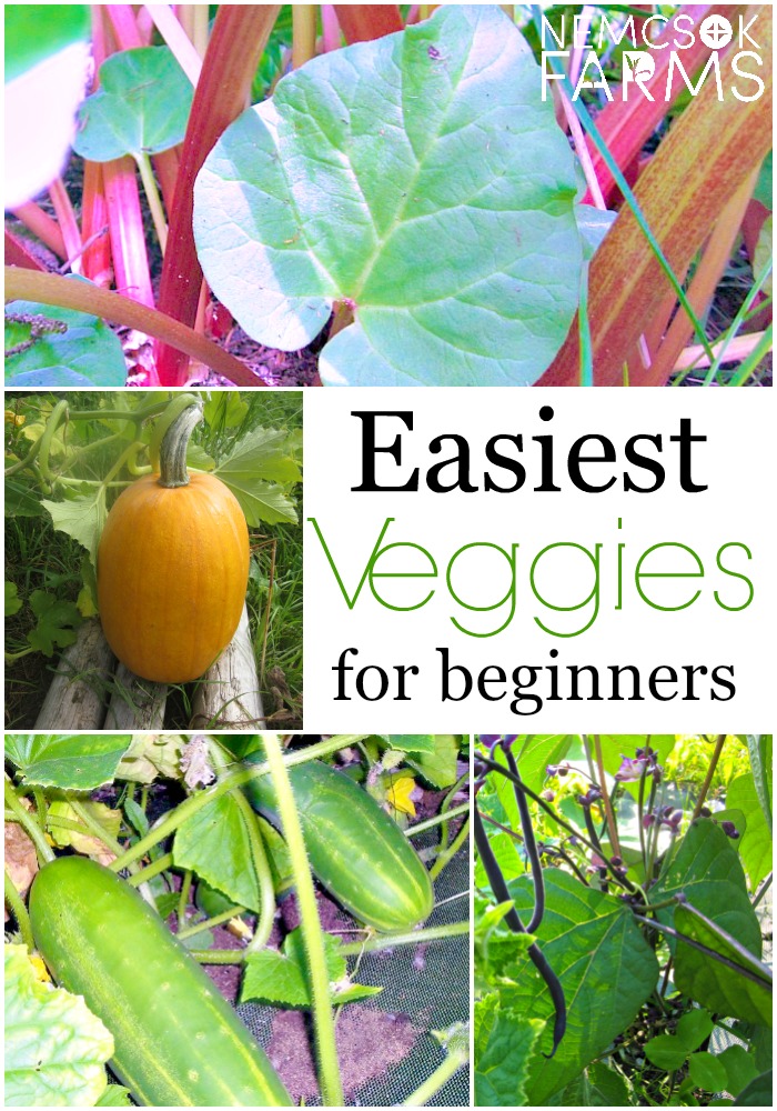 Easiest Veggies You Can Grow - EVER.