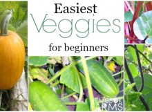 Easiest Veggies You Can Grow - EVER.