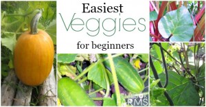 Easiest Veggies You Can Grow - EVER.