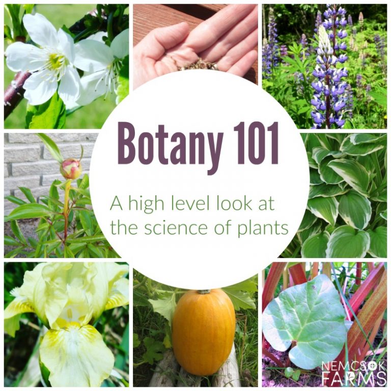 Intro to Botany Cells and Tissues