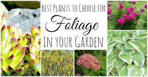 Choose these plants for foliage and more green space in your garden