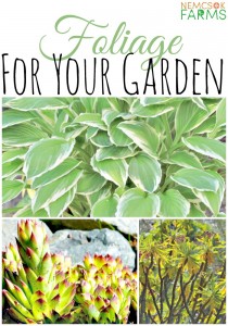 Best Plants to use for Foliage in your gardens