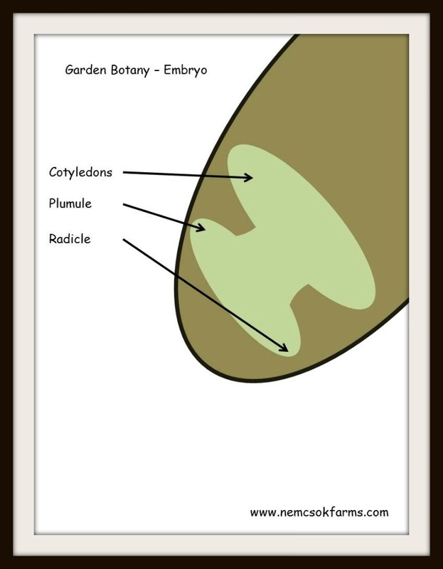 Garden Botany 101- Seed Anatomy