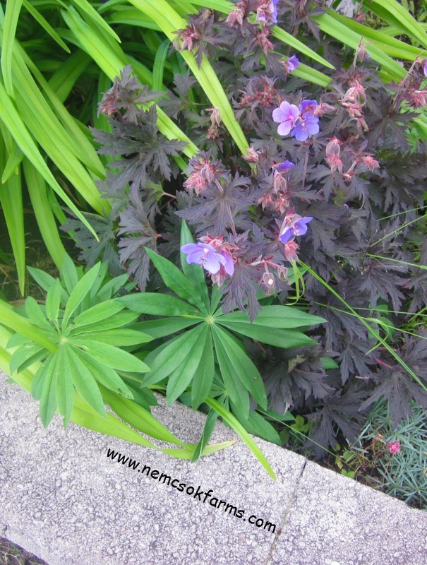 Lupines in a flower bed, their foliage is unique and stunning