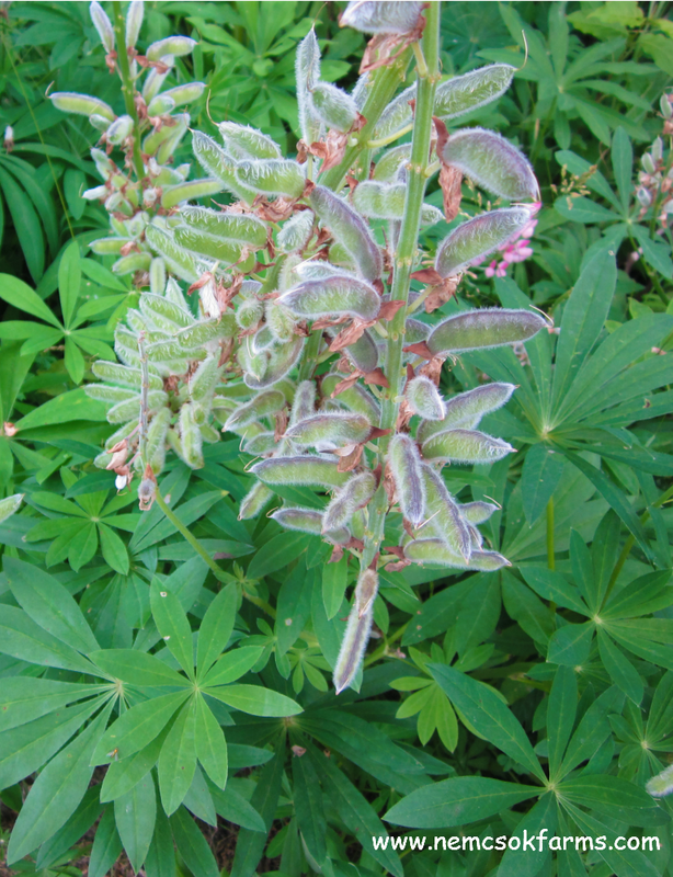 How to Care for Lupines - these pods will dry to a paper like shell, and pop when ready!