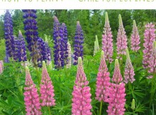 Give Your Garden a Fairy Tale Look by Planting Lupines