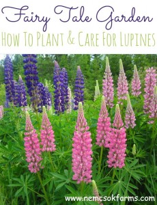 Give Your Garden a Fairy Tale Look by Planting Lupines