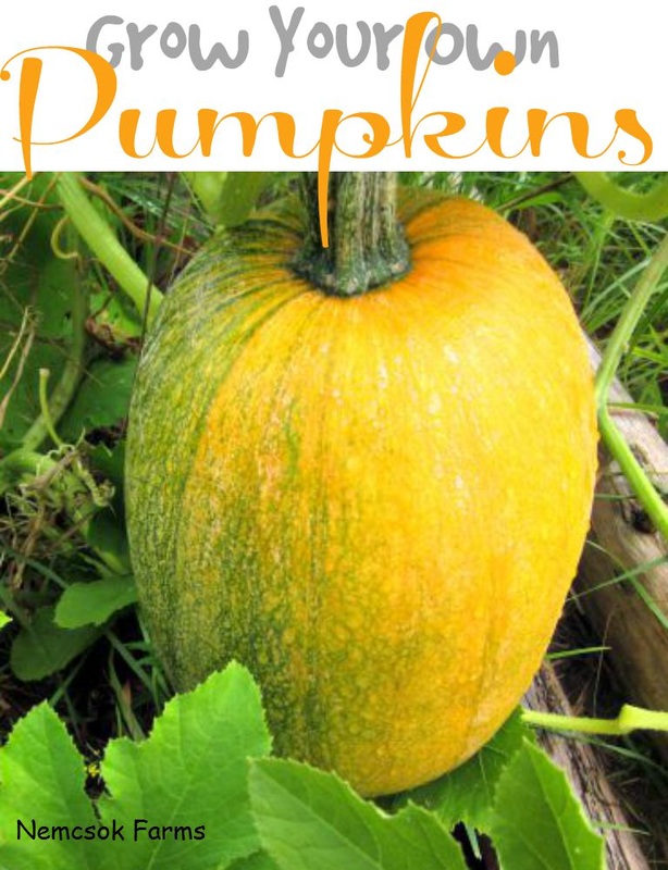 How To Grow Your Own Pumpkins 