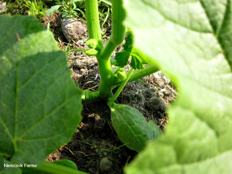 How To Grow Your Own Pumpkins 