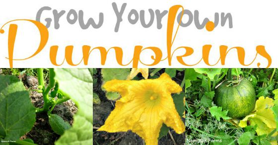 How To Grow Your Own Pumpkins 