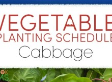 planting schedule and growing tips for cabbage