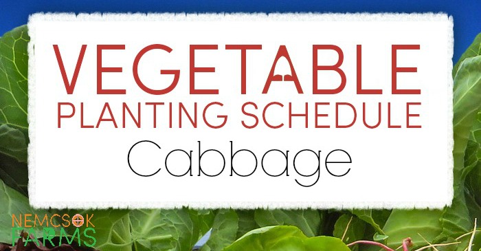 Vegetable Planting Schedule for Cabbage Plus Growing Tips post thumbnail image