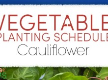 vegetable planting schedule and growing tips for cauliflower