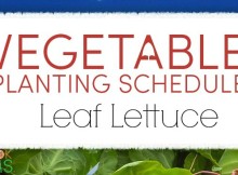 planting schedule and growing tips for lettuce