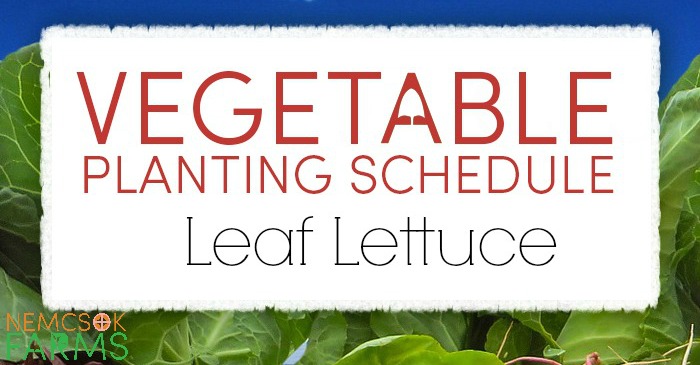 schedule and growing tips for lettuce