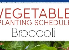 planting schedule and growing tips for broccoli