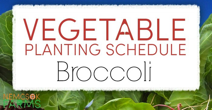 planting schedule and growing tips for broccoli