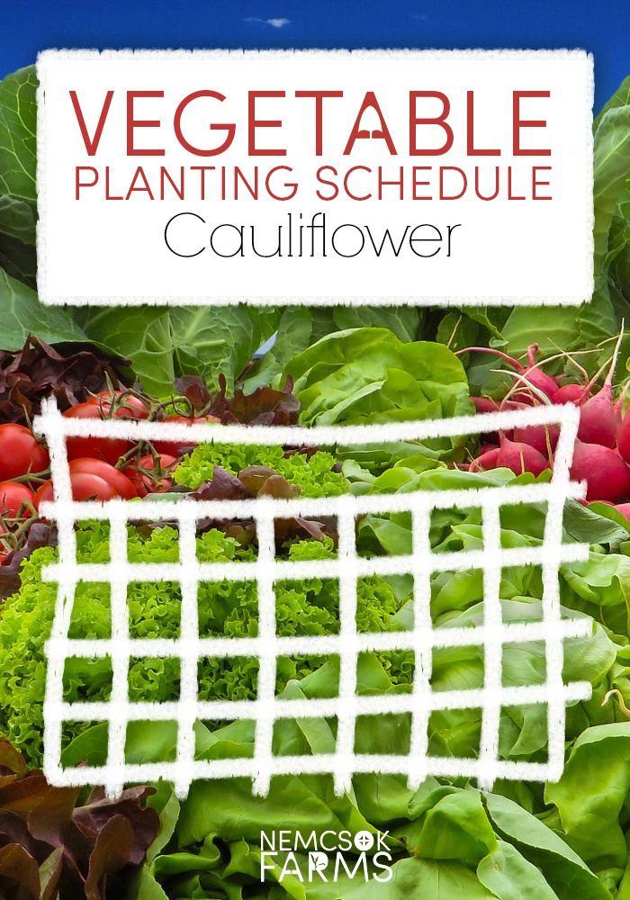 vegetable planting schedule and growing tips for cauliflower