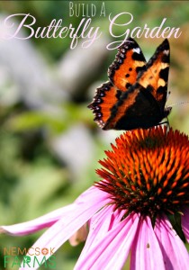 How To Build A Butterfly Garden with Flowers and Other Essentials for Butterflies
