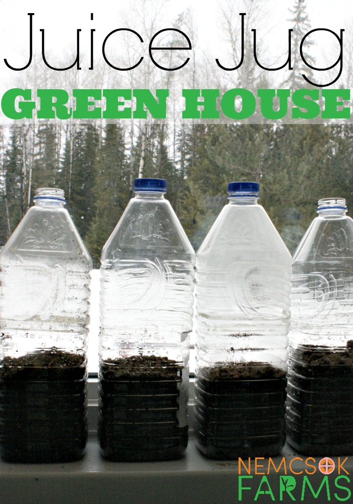 Build A Juice Jug GreenHouse - Nemcsok Farms