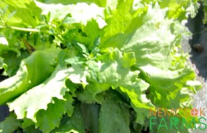 schedule and growing tips for lettuce