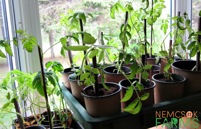 Vegetable Planting Schedule for Tomatoes plus growing tips