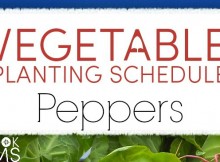 Vegetable Planting Guide for Tomatoes and Growing Tips for Fresh Garden Peppers