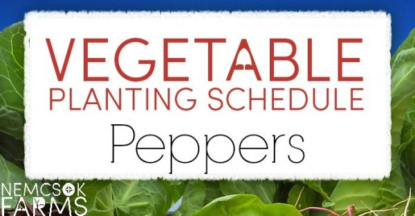 Vegetable Planting Schedule for Peppers