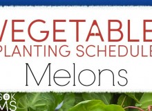 Vegetable Planting Guide for Tomatoes and Growing Tips for Fresh Garden Melons