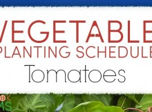 Vegetable Planting Guide for Tomatoes and Growing Tips for Fresh Garden Tomatoes