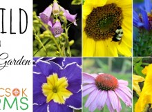 How to Build a Bee Garden with bee friendly food and shelter