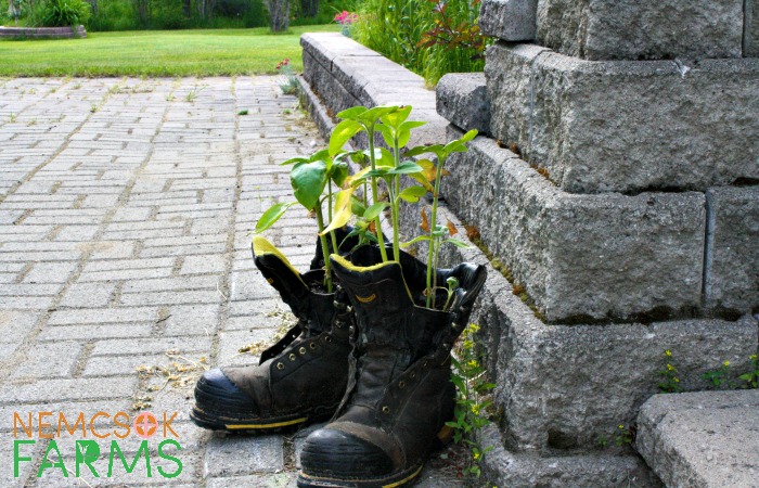 Build A Juice Jug GreenHouse - Nemcsok Farms