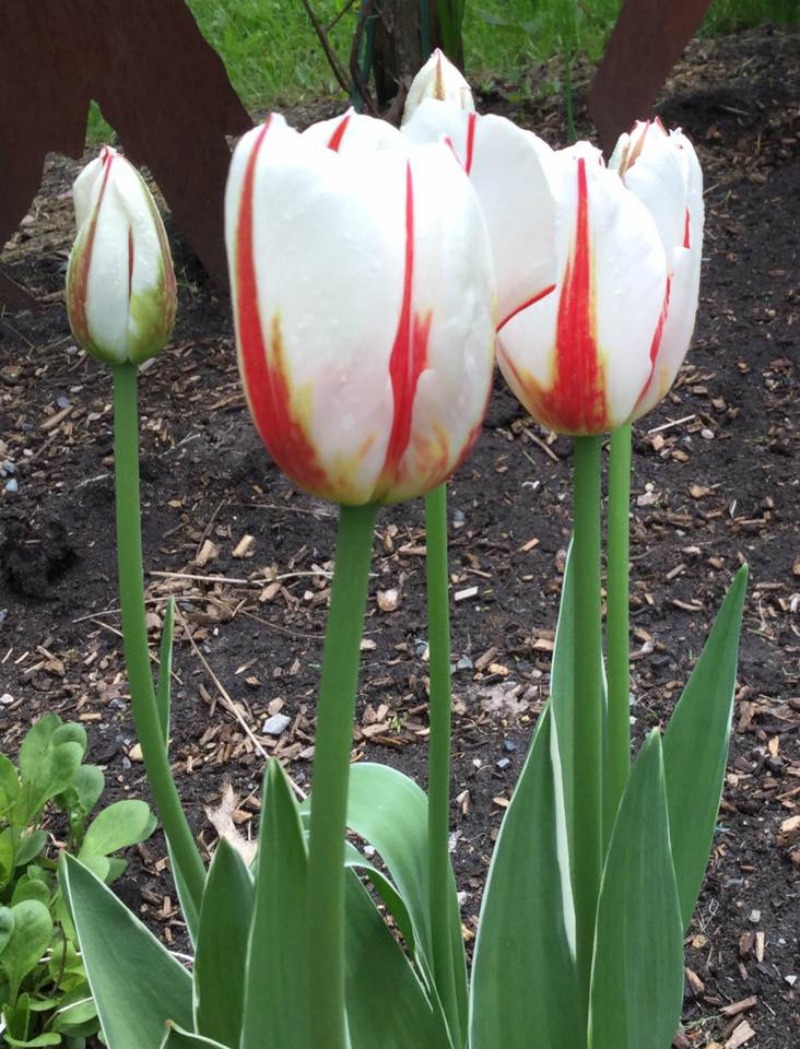 The Canada 150 tulip, also known as the Maple Leaf tulip, is the official tulip of the 150th anniversary of Canada