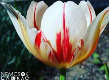 The Canada 150 tulip, also known as the Maple Leaf tulip, is the official tulip of the 150th anniversary of Canada