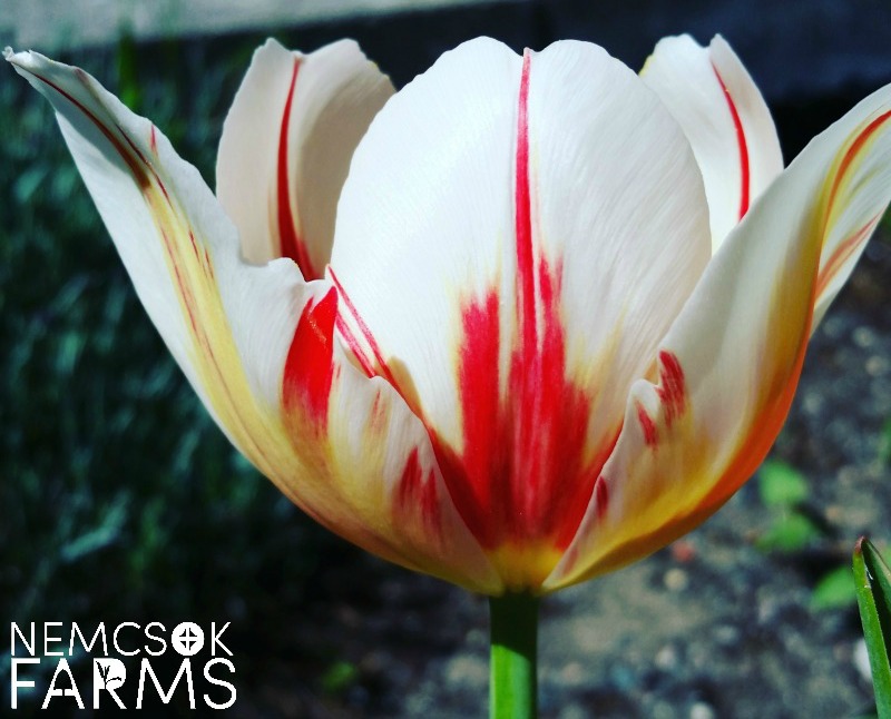 Canada 150 Tulips post thumbnail image