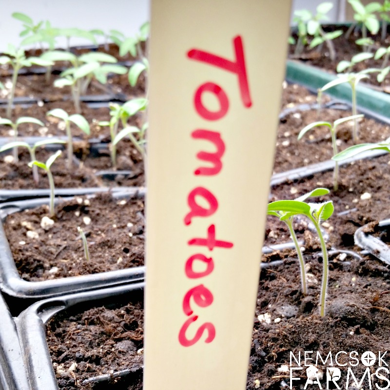 Incredibly smart, super easy DIY garden markers made with an upcycle that you are going to feel great about! And brilliant!