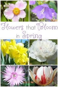 To help get a good dose of spring, early spring blooming flowers pack a big punch. Consider adding these to your gardens and walkways
