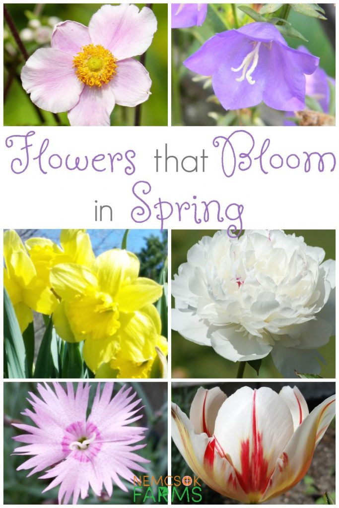 10 Plants to Have for Spring Flowers