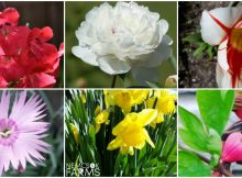 To help get a good dose of spring, early spring blooming flowers pack a big punch. Consider adding these to your gardens and walkways