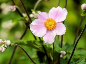 Anemone flowers for Spring Blooms