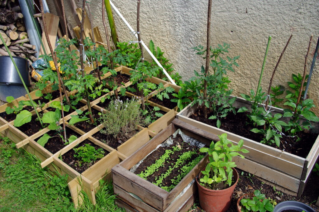 A successful collection of different plants in a square foot garden set up.