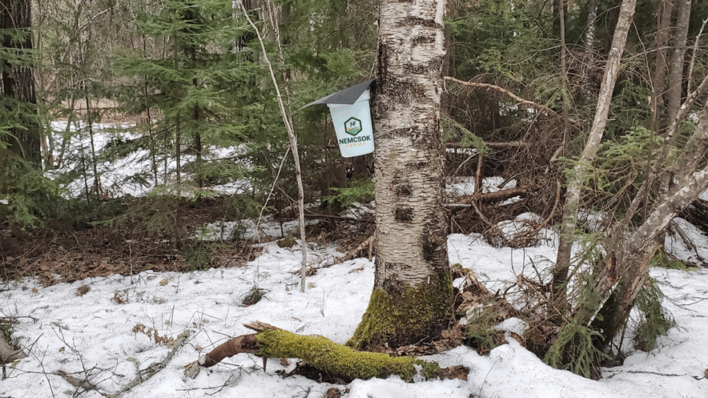 100% Canadian Birch Syrup: Nature's Richest Sweetener